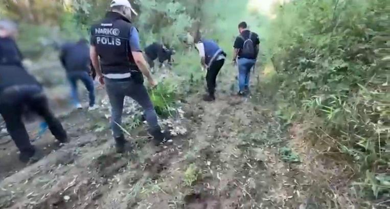 Hevsel Bahçeleri’nde 12 bin 174 kök kenevir ele geçirildi
