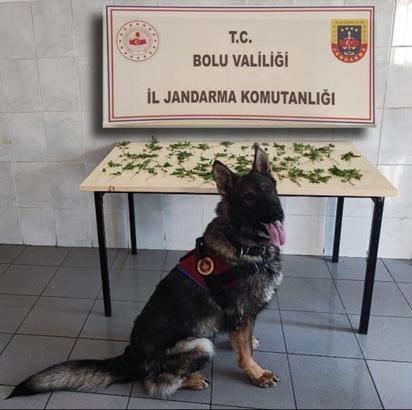 Kenevir operasyonu: 3 tutuklama