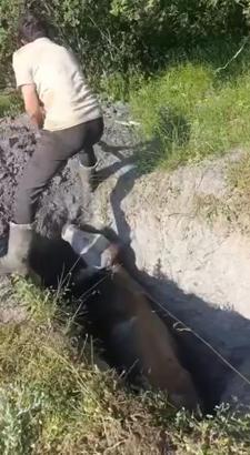 Define aramak için kazılan çukura düşen inek kurtarıldı