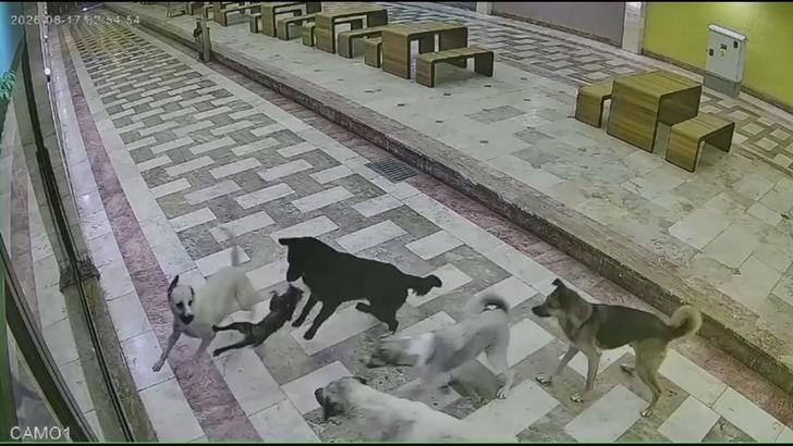 Sahipsiz köpeklerin saldırdığı kedi öldü