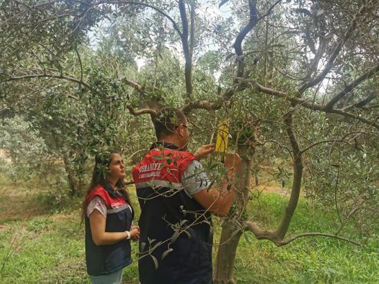 Düziçi'nde zeytin sineği popülasyonu arttı