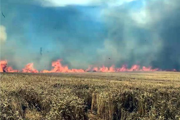 Tekirdağ'da 100 dekar buğday tarlası yandı