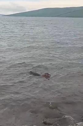 Çıldır Gölü’ne atlayan buzağı sandalla kurtarıldı; o anlar kamerada