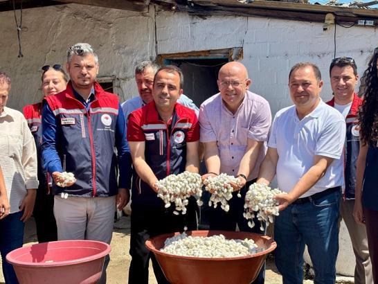 Edirne’de kadınların ürettiği ipek böceklerinden elde edilen yaş kozaların hasadı yapıldı