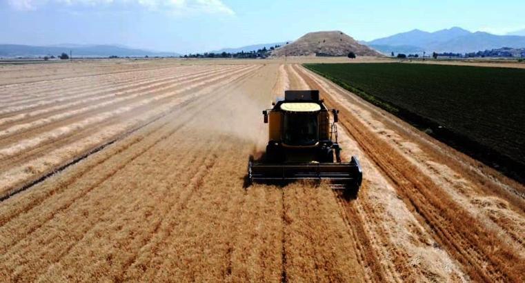 Gaziantep'te buğday ve arpa hasadı; rekolte beklentisi yüksek