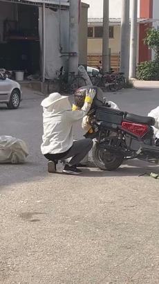 Motosiklette toplanan arıları, özel kıyafetiyle kovana topladı