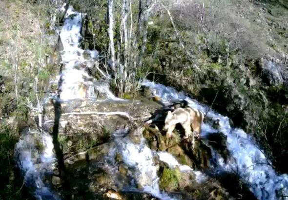 Tunceli'de şelaleden geçen yaban hayvanları fotokapana yakalandı