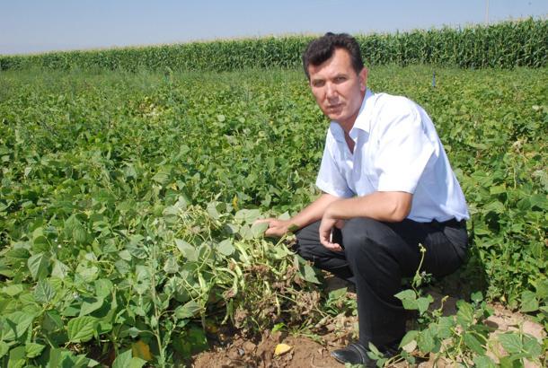 Kenar; fasulye üreticilerini hastalıklara karşı uyardı