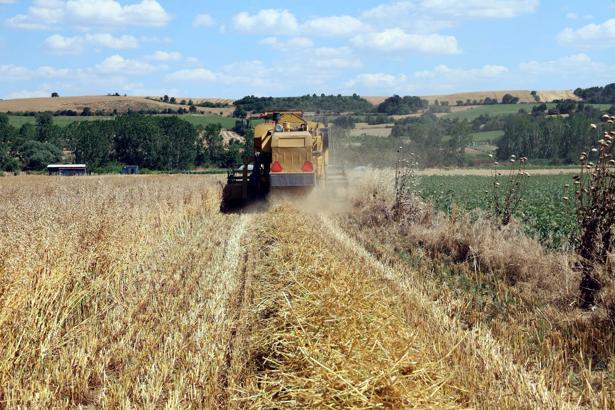 Edirne’de geliştirilen yerli ve milli yulaf çeşitleri hasat edildi