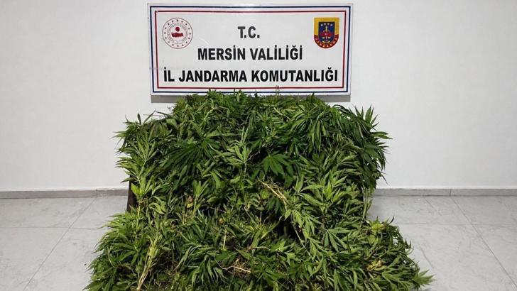 Mersin’de yasadışı kenevir operasyonu