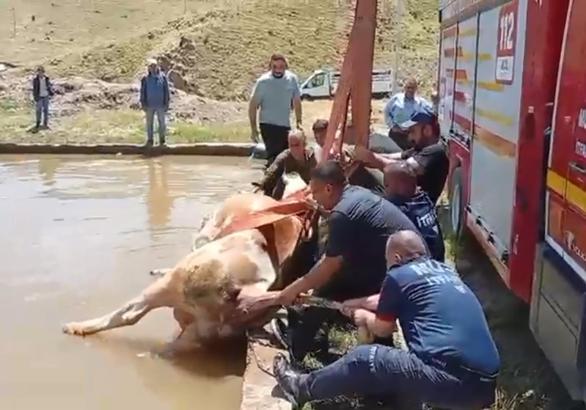 Düştüğü havuzda çamura saplanan inek kurtarıldı