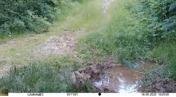 Küre Dağları Milli Parkı'ndaki yaban hayatı fotokapanla görüntülendi