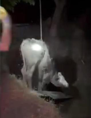 Çukura düşen inek, itfaiye tarafından kurtarıldı