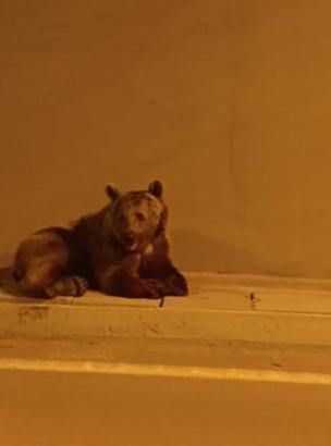 Tünelde otomobilin çarptığı bozayı, kaçarken çaya düştü