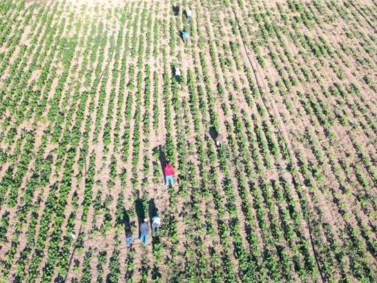 Şanlıurfa’dan 600 kilometre yol gelen tarım işçilerinin zorlu mesaisi / Ek fotoğraflar