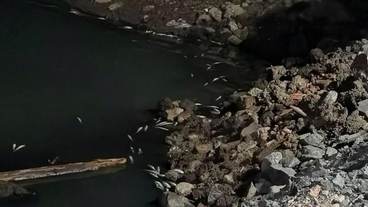 Bakırköy Çırpıcı Deresi’nde toplu balık ölümü