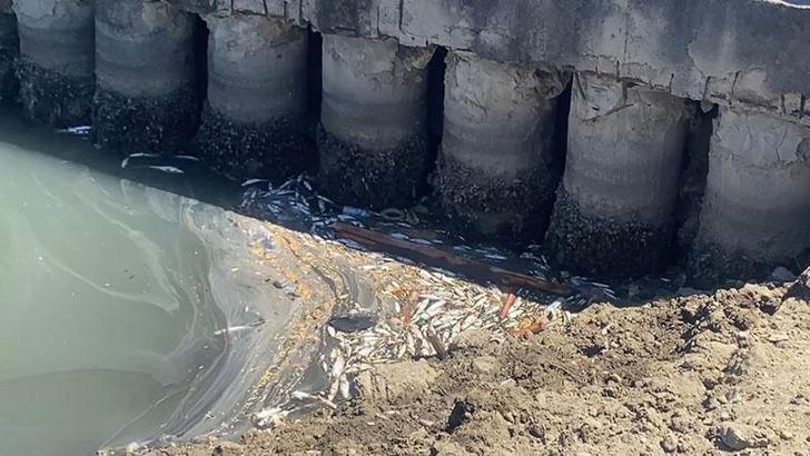 Bakırköy Çırpıcı Deresi’nde toplu balık ölümleri, kötü kokuya neden oldu