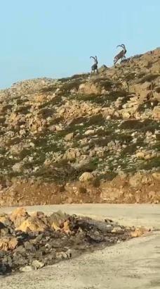Cudi Dağı'nda yaban keçileri görüntülendi