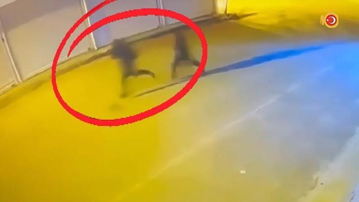 Diyarbakır’da çıkar amaçlı silahlı suç örgütüne operasyon: 15 tutuklama