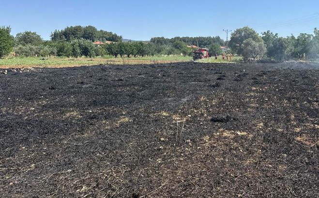 Akıma kapılan kuş, yangına neden oldu