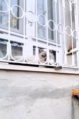 Patisi korkuluklara sıkışan kediyi itfaiye kurtardı