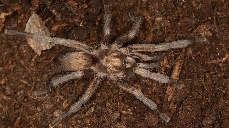 Türkiye'nin yeni tarantula türü tescillendi