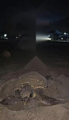 Kuşadası'nda ilk caretta caretta yuvası Güzelçamlı'da tespit edildi