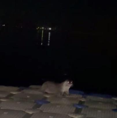 İskeleye çıkan su samurlarını balıkla beslediler