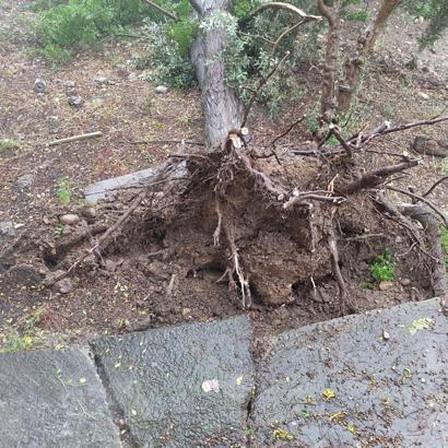 Osmaniye’de sağanak ve fırtına; ağaçlar devrildi