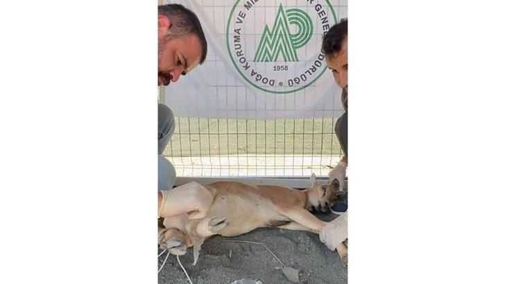 Koruma altındaki yaban keçisini yaralayan avcıya 1,2 milyon lira ceza