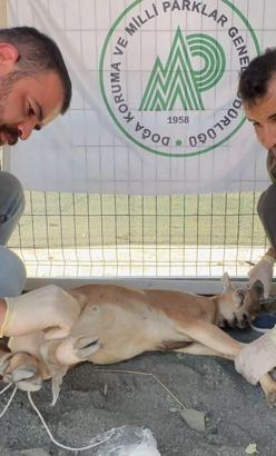 Koruma altındaki yaban keçisini yaralayan avcıya 1,2 milyon lira ceza