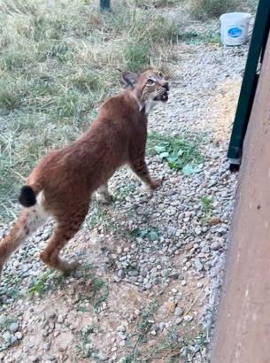 Hamzabeyli Sınır Kapısı'nda 2 vaşak ile 2 Serval kedisi ele geçirildi