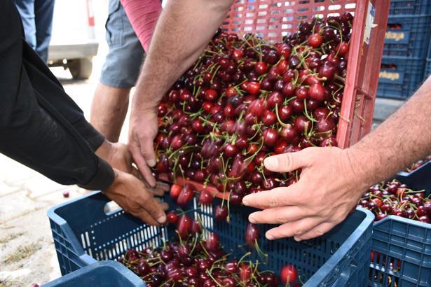 Niğde'de kiraz hasadı başladı