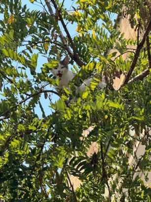 Ağaçta mahsur kalan kedi kurtarıldı