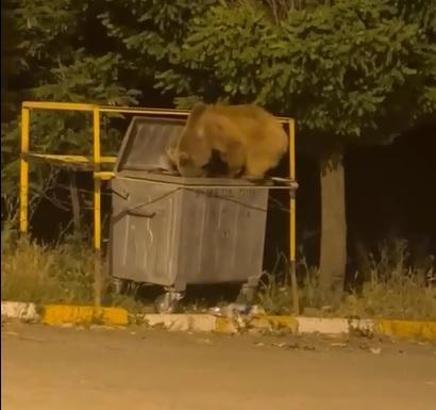 Yiyecek arayan ayı ve yavrusu görüntülendi