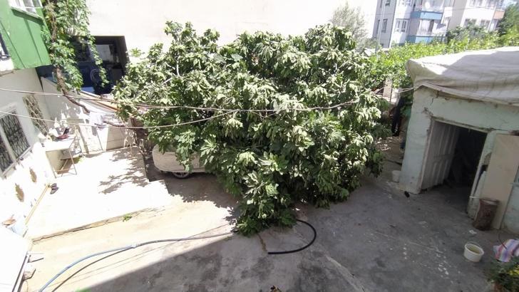 Park halindeki otomobilin üzerine ağaç devrildi