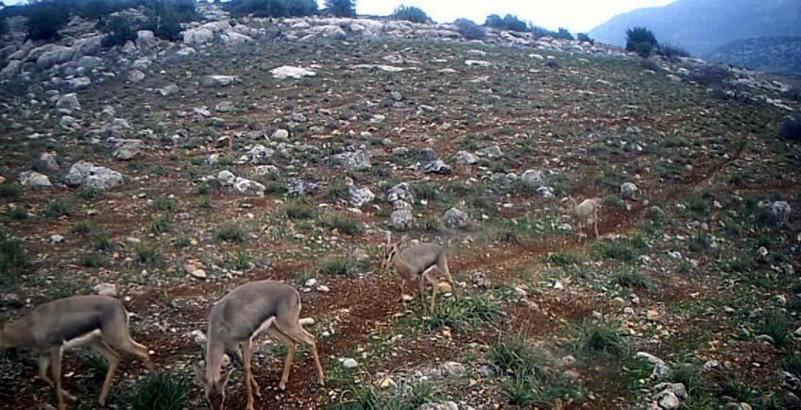 Hatay’da dağ ceylanlarının tek sıra halinde ilerlediği anlar fotokapanda