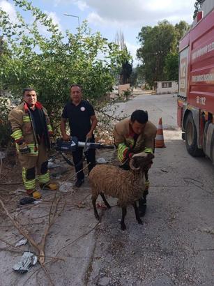 Dikenli tellere takılan koyunu itfaiye kurtardı