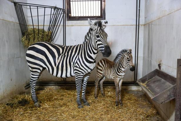 Bursa Hayvanat Bahçesi’nde zebra sayısı 11’e yükseldi