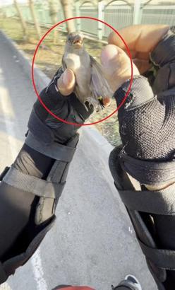 Motokurye, ağzındaki buğday tanesini çıkardığı serçeyi kurtardı