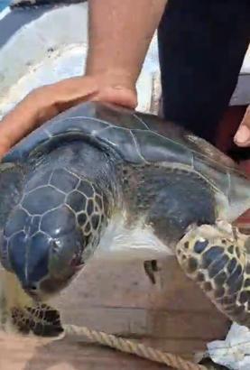 Çuvala dolanan caretta carettayı balıkçı kurtardı