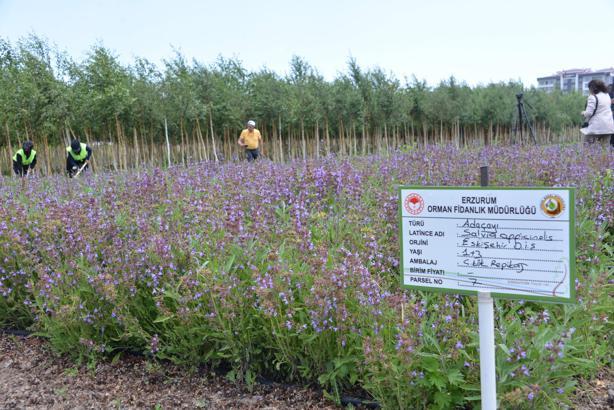 Tıbbi ve aromatik bitkiler, Şifa Bahçeleri Projesi ile yaygınlaştırılıyor