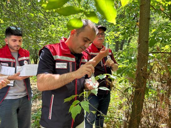 Edirne'de ‘kahverengi kokarca’ya karşı doğaya 728 ‘samuray arıcığı’ salındı