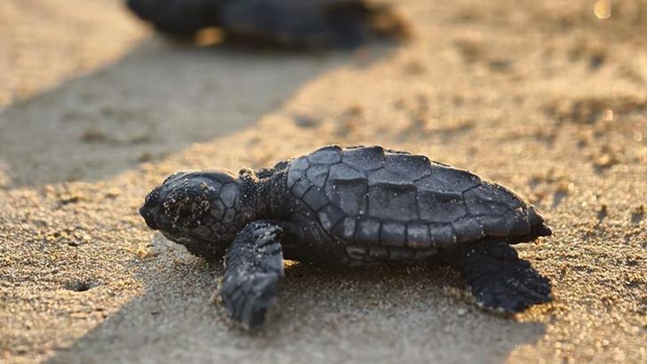 2026'nın ilk caretta yavruları denizle buluştu