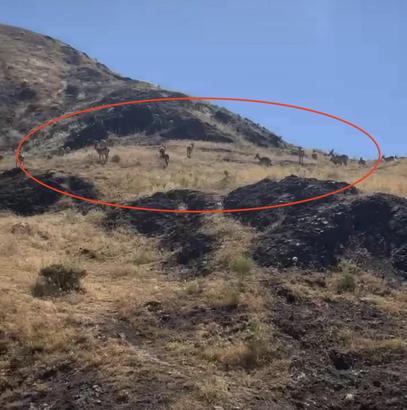 Elazığ'da sürü halinde gezen yaban keçileri görüntülendi
