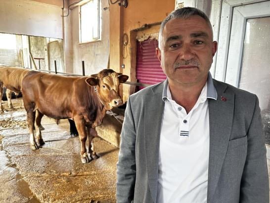 Tokat'ta belediyeden örnek proje: 4 buzağıyla başladı, 30 damızlık boğaya ulaştı