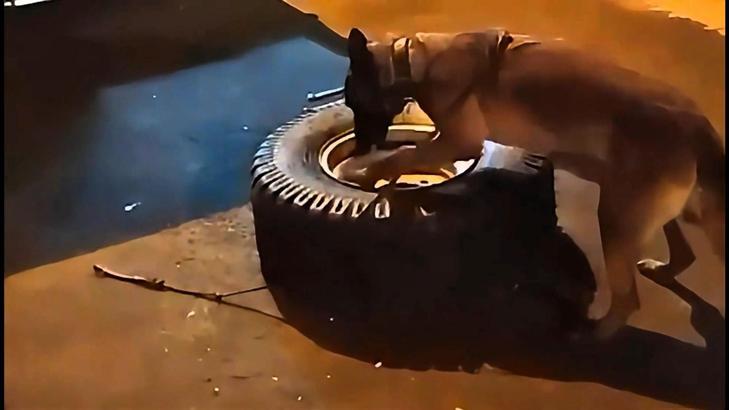 Minibüsteki yedek lastikte 9,4 kilo skunk ele geçirildi; 2 tutuklama
