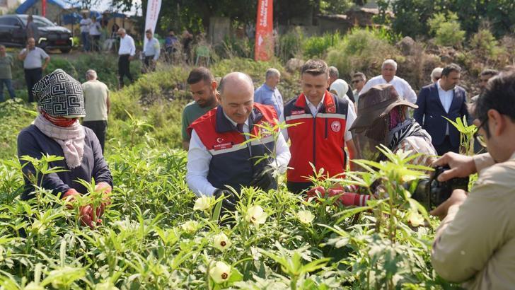 Osmaniye’de stratejik ürün bamyada hasat başladı