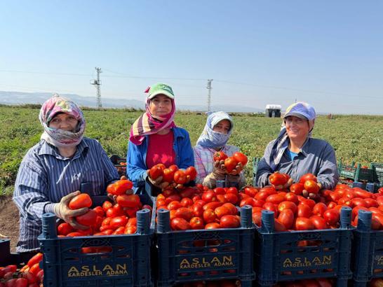 Amik Ovası'nda 35 derecede domates hasadı