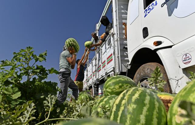Hasadı süren Diyarbakır karpuzu, Türkiye'nin dört bir yanına gönderiliyor